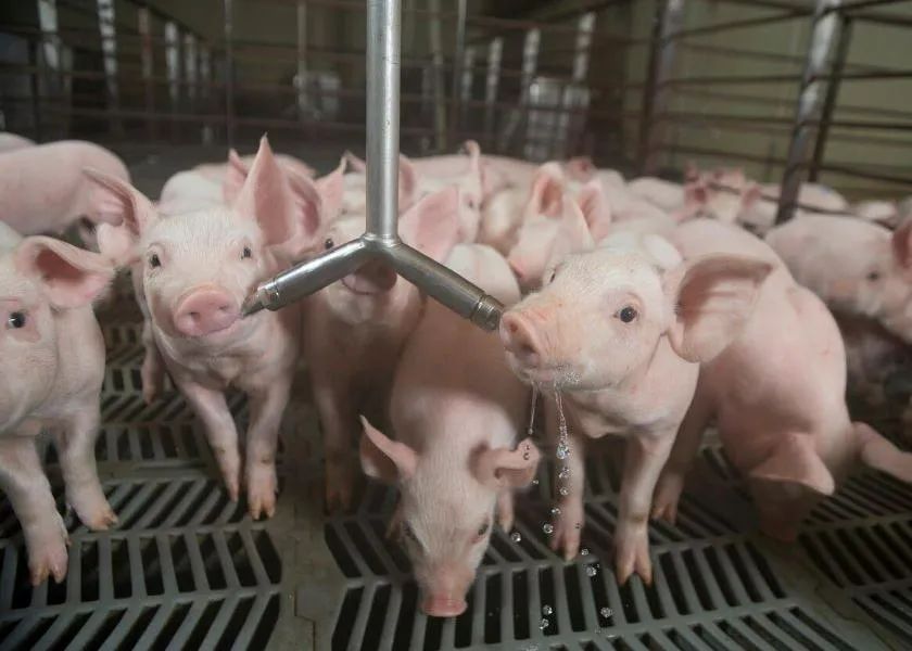 警惕猪的5种常见营养性疾病，养殖户赶紧看！