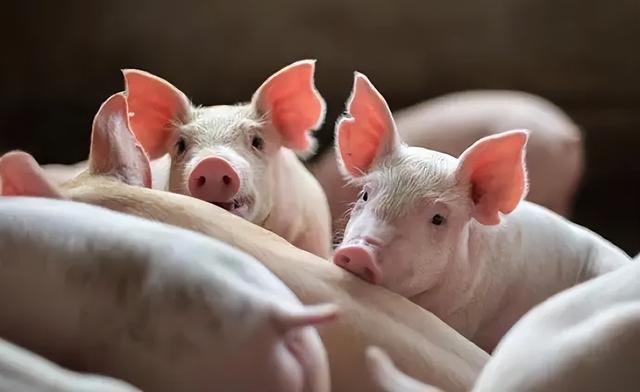 天冷养猪都有哪些危害？探讨冷天气对养猪的影响