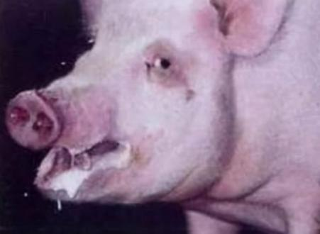猪寄生虫感染引起的磨牙和口吐白沫