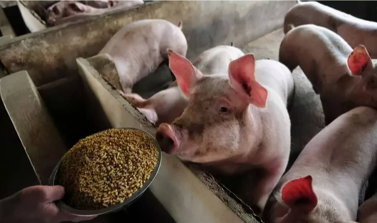 猪场如何降低养猪料肉比？方法来了