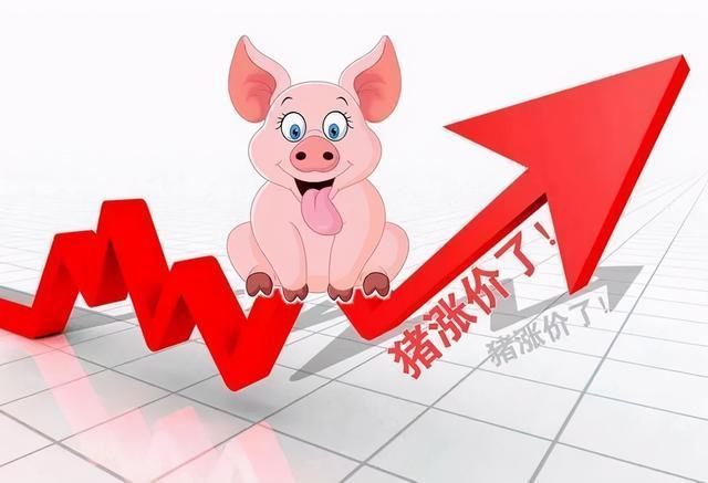 本周猪价出现反弹，预计未来一周生猪行情或先降后涨