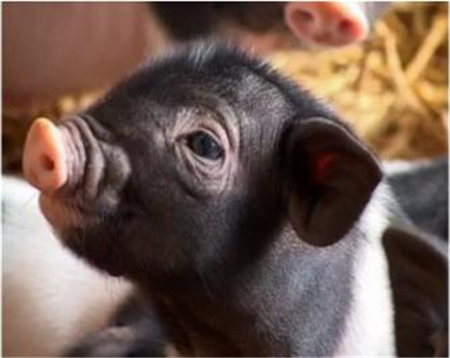 为何保育猪容易消瘦喘气？原因找到了