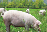 绿色种养循环农业试点项目纪实：一个“猪粮大县”这样引导粪肥还田
