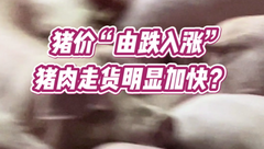 12月19日生猪价格：猪价止跌上涨！猪肉腌腊达到理想状态，市场对猪价看涨心态转强！