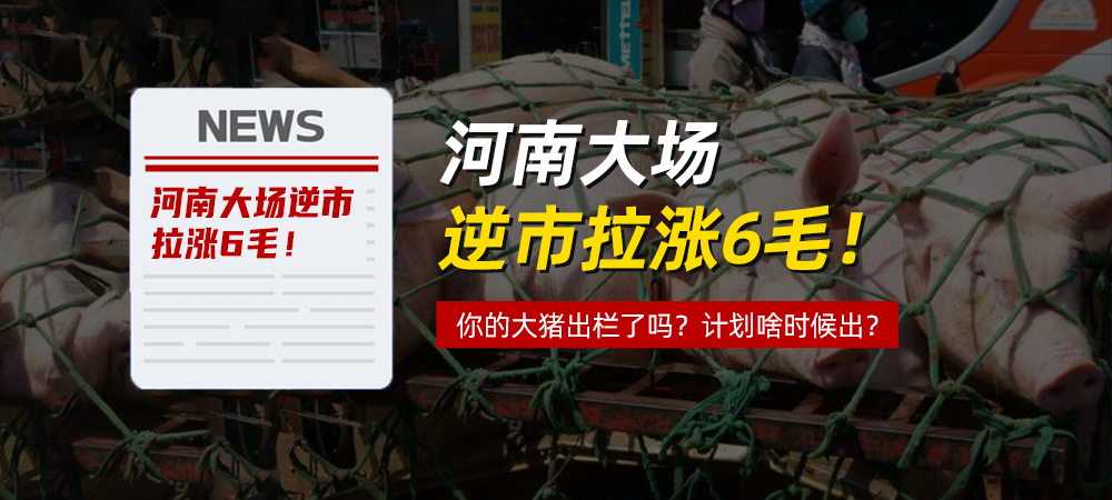 河南大场逆市拉涨6毛！你的大猪出栏了吗？计划啥时候出？