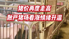 12月20日生猪价格：2连涨！市场挺价心态逐步增强，养殖户的春天来了？
