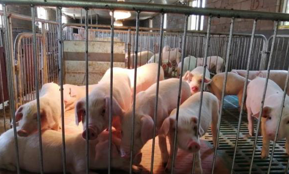 2023年12月21日全国各省市内三元生猪价格，猪价上涨持续承压，会持续下跌吗？