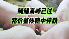 12月24日生猪价格：猪价稳中下跌，下游需求平平，屠企采购积极性一般！