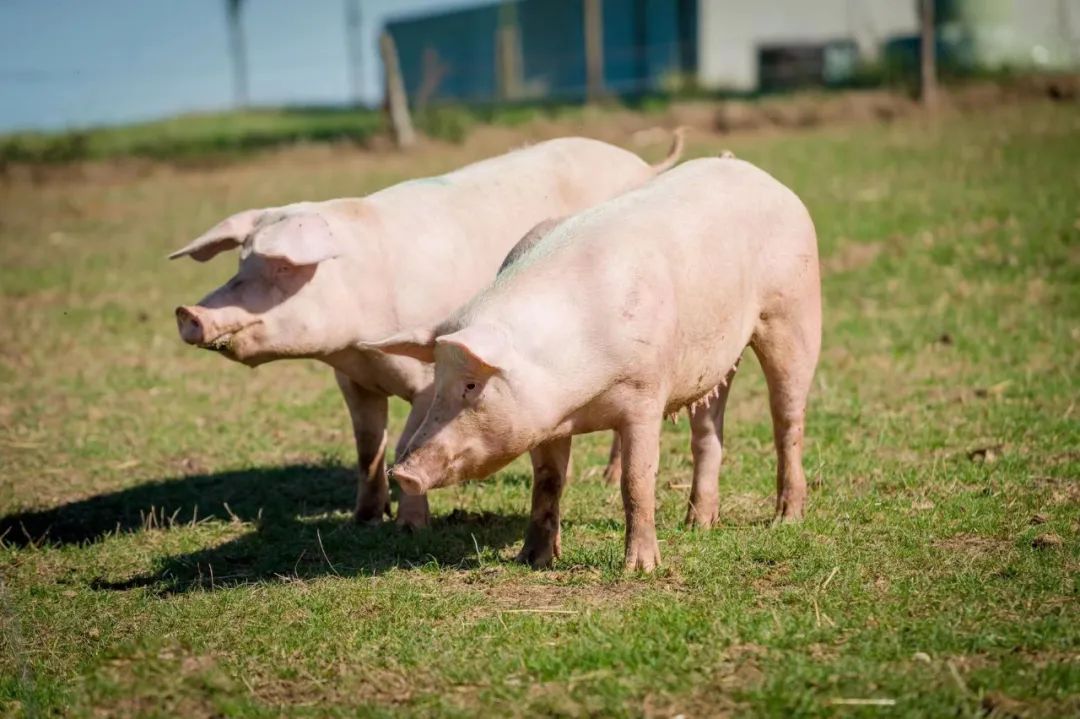 预计生猪规模化养殖比重达到68%左右，生猪生产效率和产业素质稳步提升