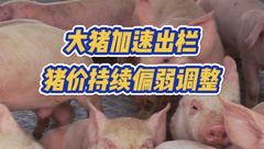 12月26日生猪价格：多空博弈下，猪价承压下调，元旦能否上涨呢？