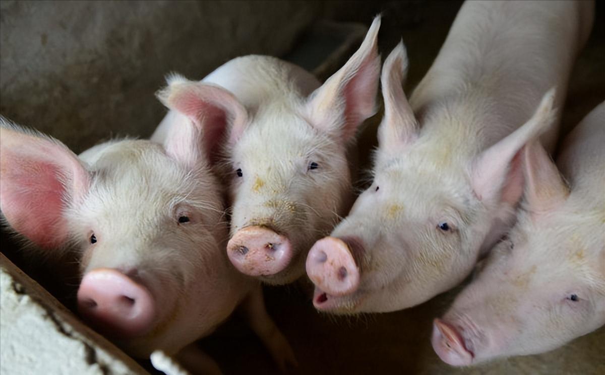 全国能繁母猪存栏量为4158万头，明年一季度产能将回到正常水平