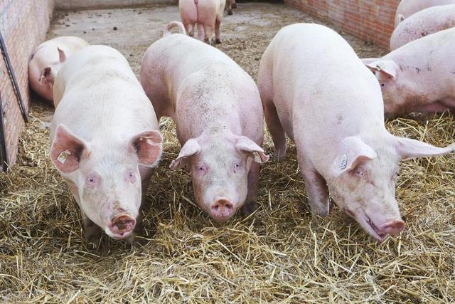 本年度最大规模猪肉收储开启，对猪价行情提振有限？