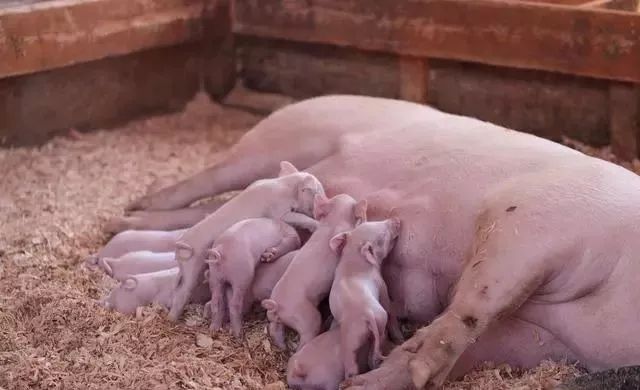 猪场常用的7种母猪促进母猪发情措施，学会收获大！