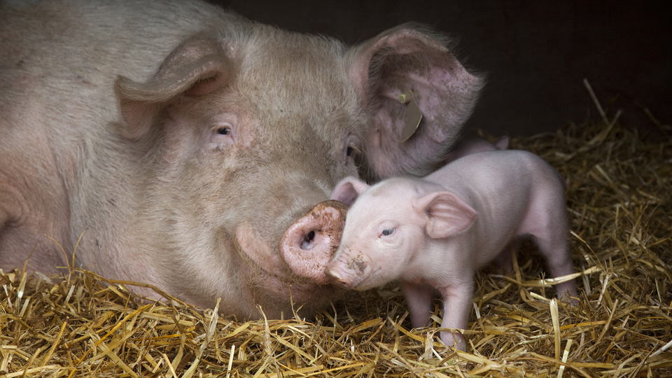 浅谈母猪饲养管理及产后常见病的防治