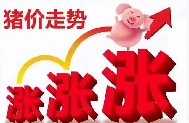 12月28日猪价“大反攻”！上涨地扩展至22地，猪价上涨潮掀起？