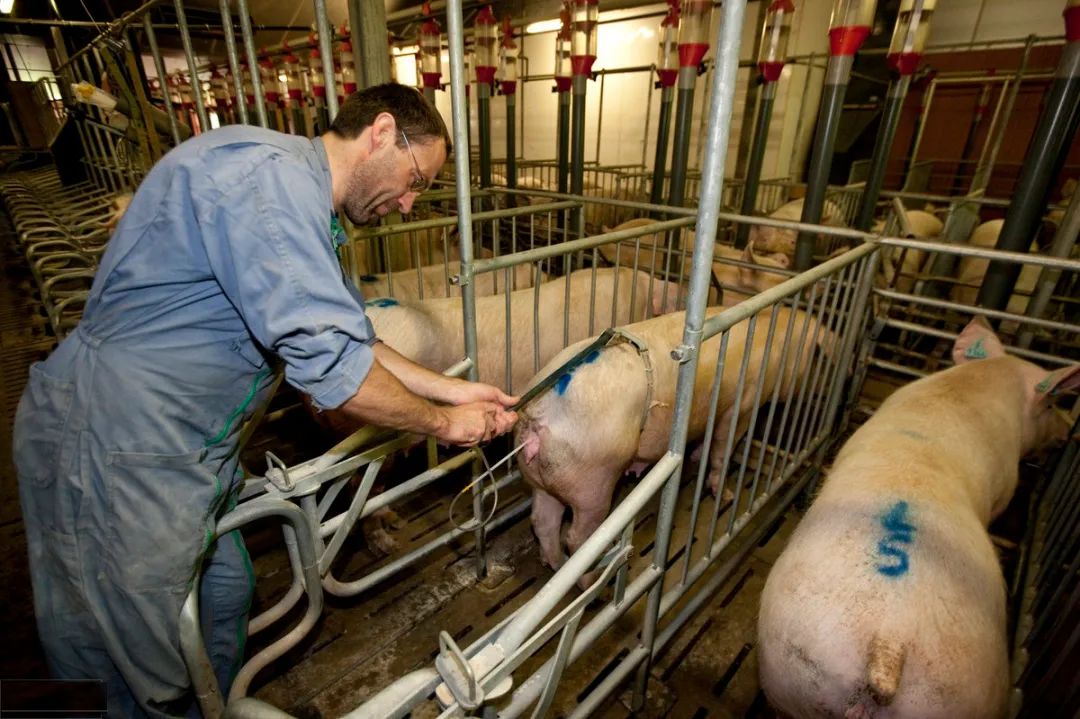 母猪人工授精成功的关键点，养猪人快来学习！