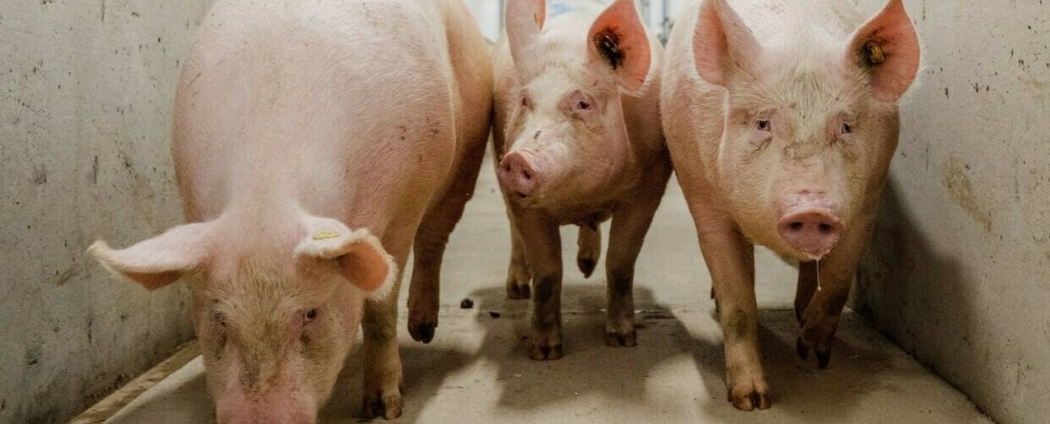 托佩克平衡育种，提供均衡经济效益、动物福利和环境保护的种猪产品