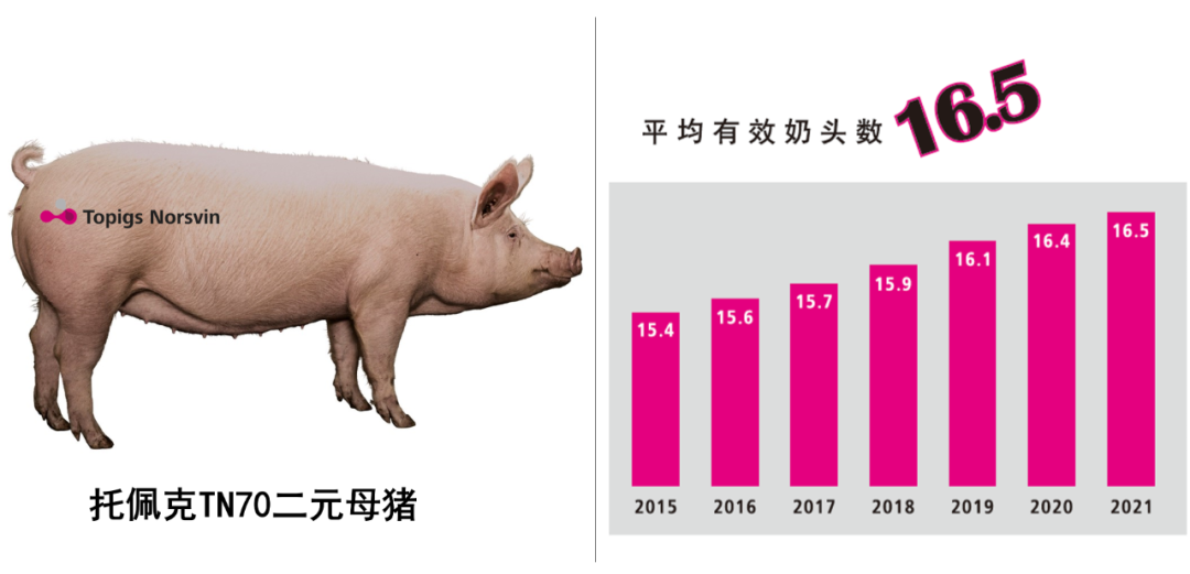 托佩克平衡育种，提供均衡经济效益、动物福利和环境保护的种猪产品