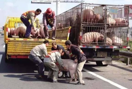 湖南省农业农村厅关于印发《湖南省稳定生猪生产做强生猪产业的十条措施》的通知