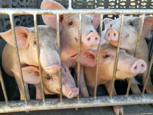 广西查处病死猪非法处理重大案件，涉案食品货值金额600余万元