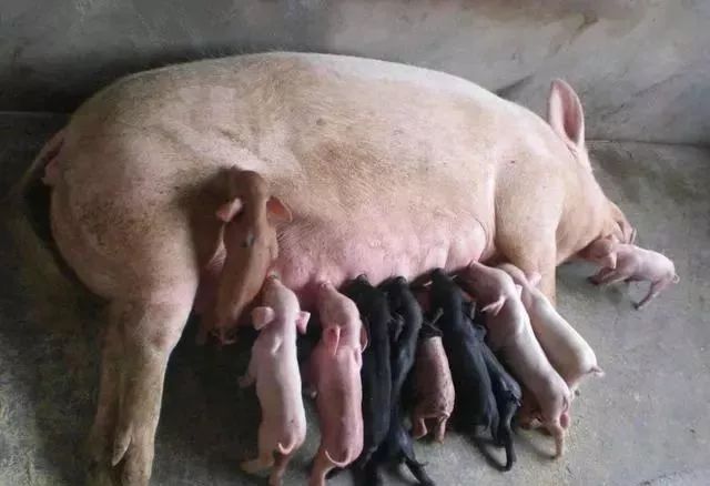 母猪和小猪