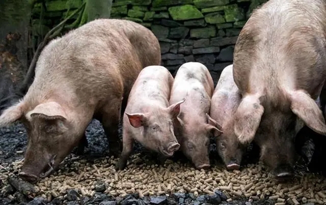 后备母猪饲养管理9大关键点