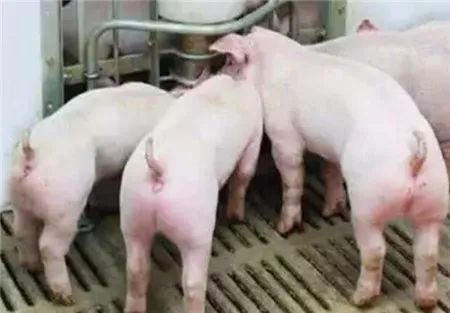 养好保育猪的关键：净、挑、差、散、气