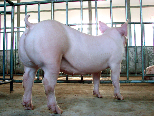 2024年01月04日全国各省市土杂猪生猪价格，生猪购销节奏“双减”，猪价延续波动偏弱的走势！