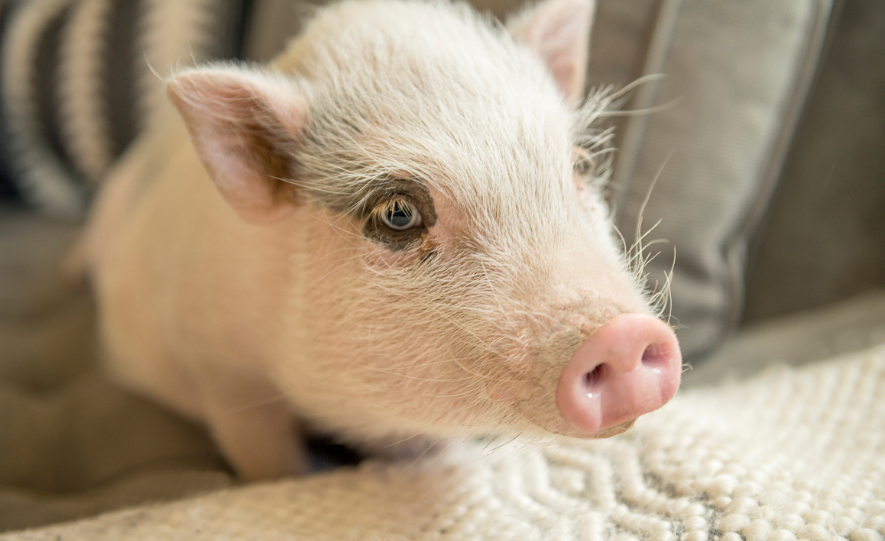 猪饲养管理中的10个关键问题，养猪人一定要看！