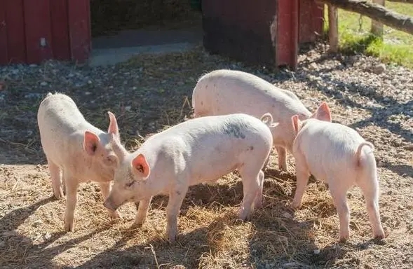 冬季该如何提升猪场效益？加强饲养管理策略很重要！