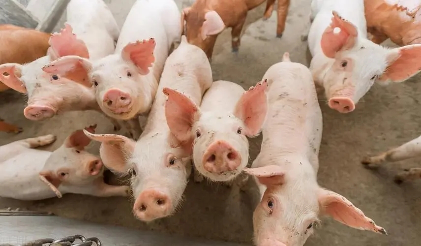 2024年01月05日全国各省市土杂猪生猪价格，猪价跌势不止，下跌空间或将有限？