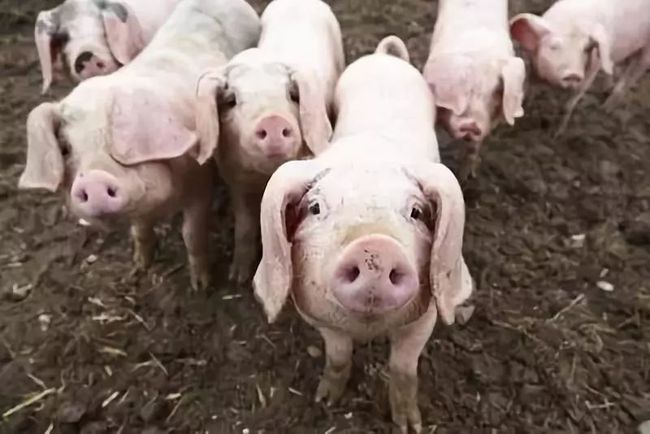 浙江：抓好生猪稳产保供，确保规模猪场数量稳定在2700家以上