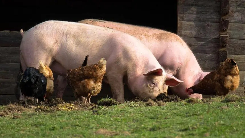 发改委：1月第1周猪料比价环比下降0.45%，未来生猪养殖头均亏损为21.85元