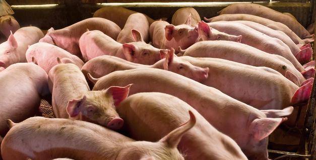 2024年01月09日全国各省市土杂猪生猪价格，下跌或难持续，猪价有望止跌上涨？