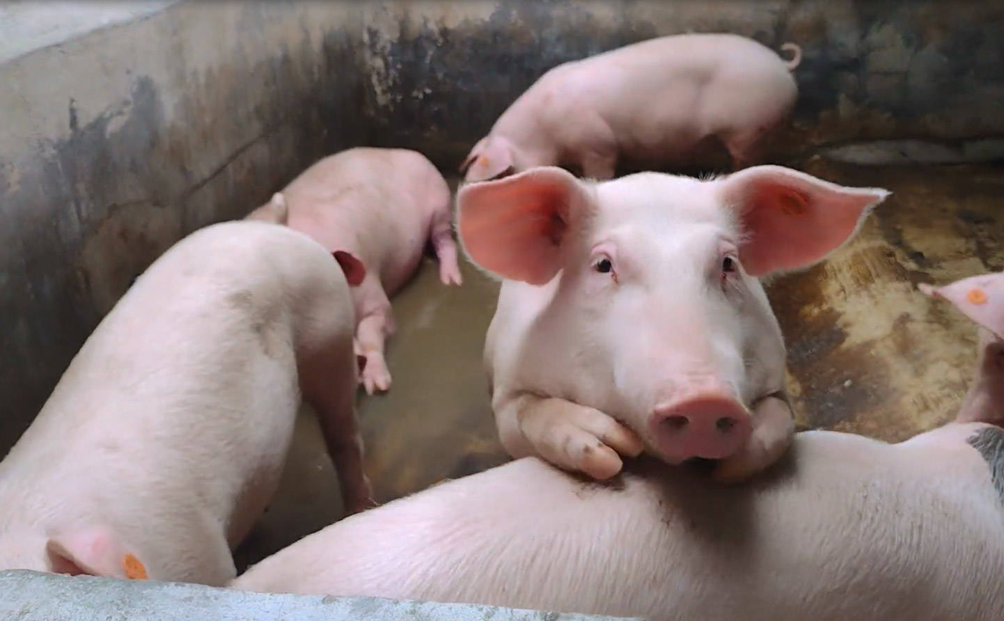 三大猪企去年生猪销量均上升：牧原、温氏生猪销量环比同比均增长