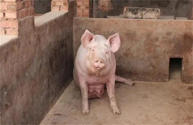 养猪达人的母猪产后消炎的经验介绍，值得借鉴！