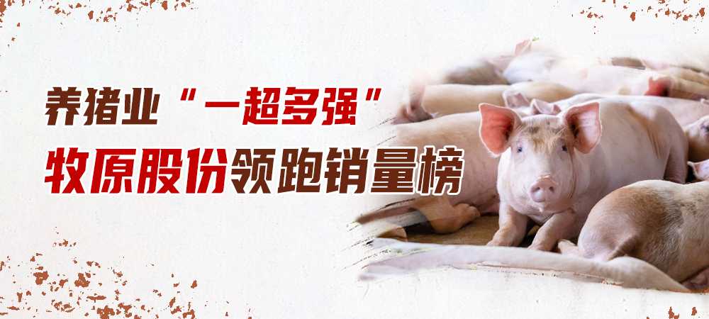 养猪业“一超多强” ，牧原股份领跑销量榜