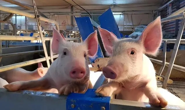保障中国猪肉产业安全，打造“华系”猪种！