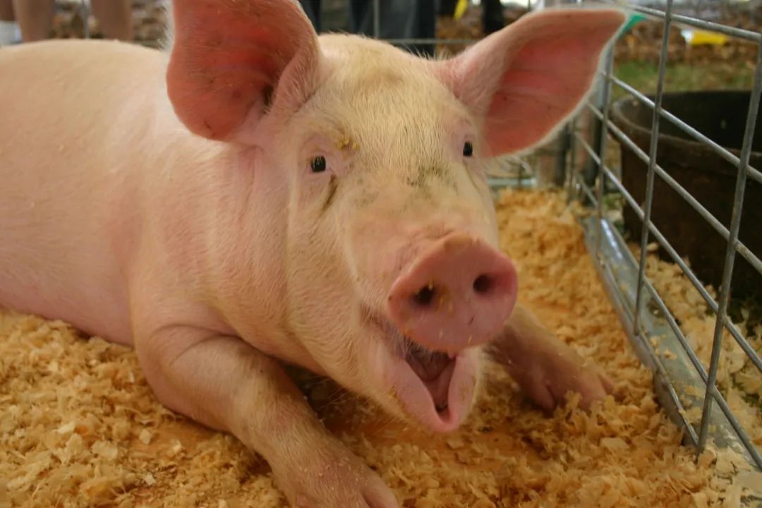 1月10日猪价“岌岌可危”！东北、西南步入6元时代，养殖户破防