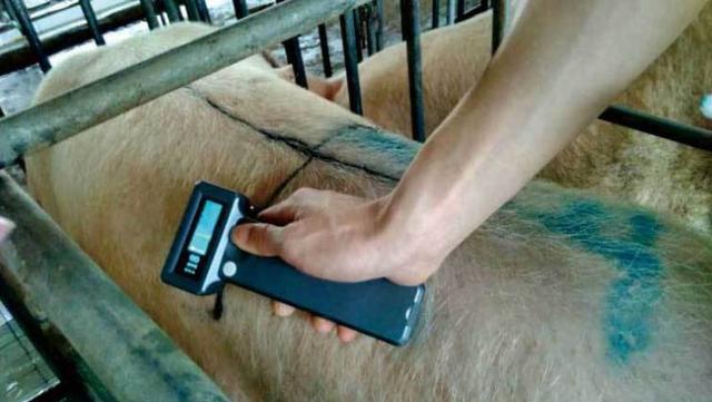 猪咳嗽是什么引起的？引起猪只咳嗽的原因及不同疾病的分析