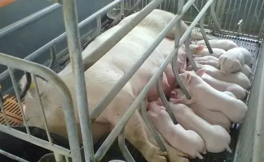 欧洲对于产房的管理要点，值得养猪人学习！