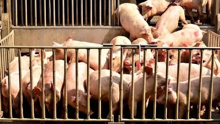 2024年01月12日全国各省市土杂猪生猪价格，局部生猪均价或将跌破12元/公斤？
