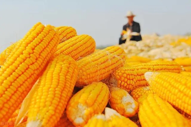 中储粮增储消息出台，玉米行情要反转了？