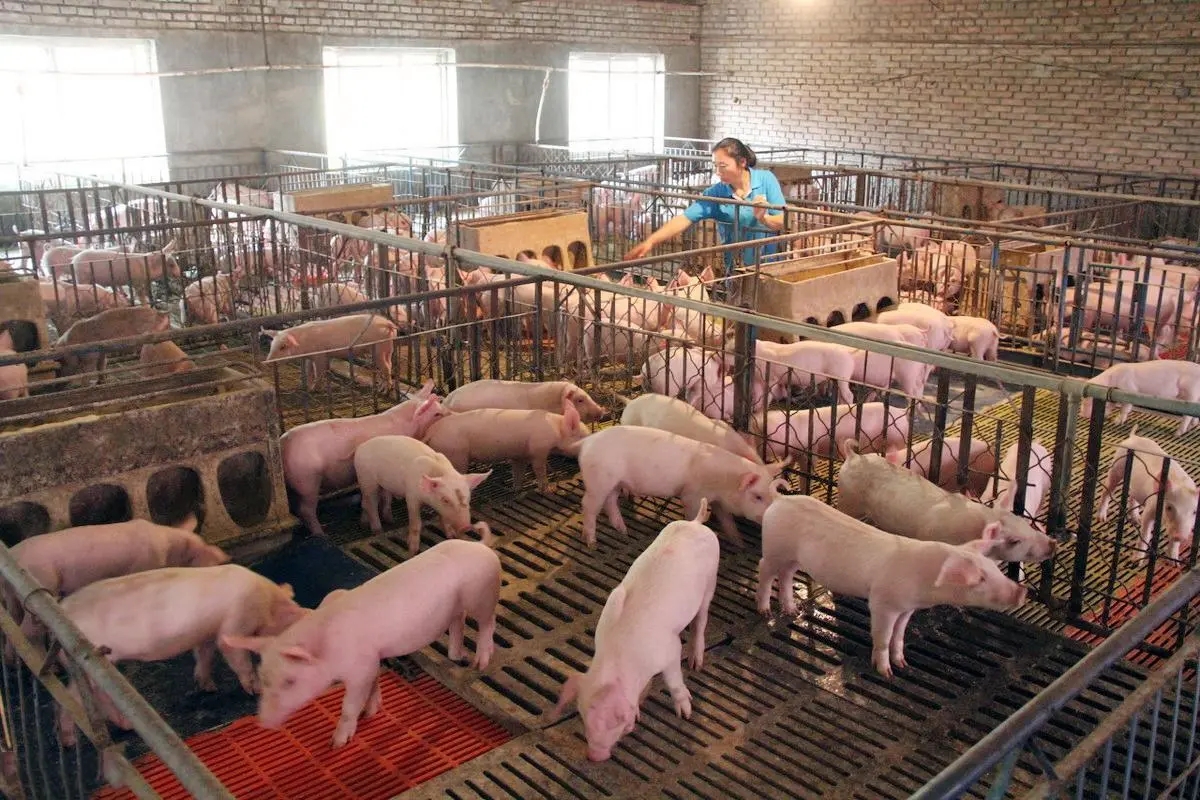 规模猪场管理4要点，这是促进猪场效益的关键！
