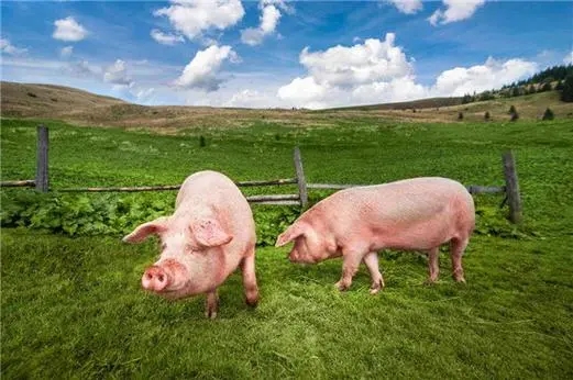 2024年01月15日全国各省市种猪价格报价表，猪价止跌上涨，母猪行情何时能迎来好转？