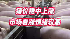 1月15日生猪价格：市场情绪转好，全国多地猪价稳中有涨，能持续多久？