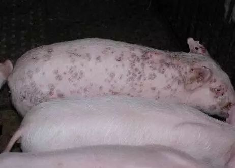 如何区别猪圆环病毒和过敏性皮炎？这3点说的很透