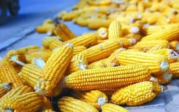 收储开启，玉米价格继续下跌幅度也有限？