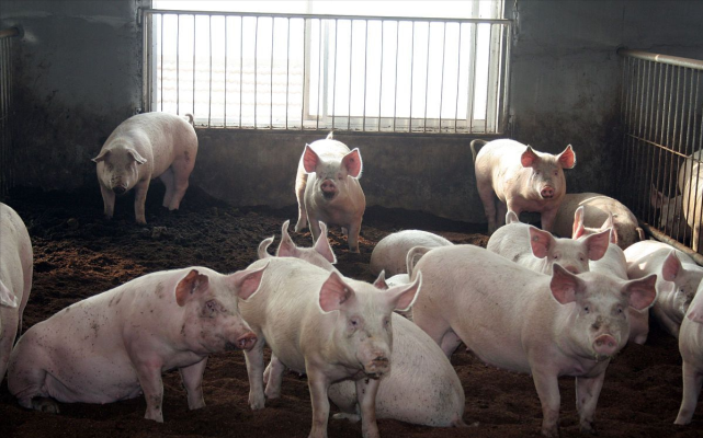 2023年四川生猪出栏6662.7万头，继续保持全国第一