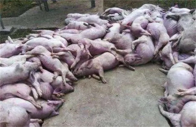 柬埔寨某县大量猪只死亡，还不能确定为非洲猪瘟